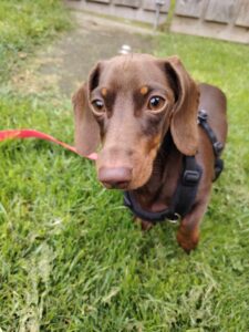 Pet Image